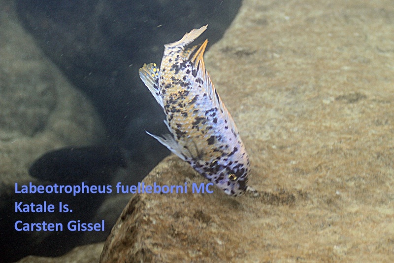 Labeotropheus fuelleborni 'Katale Island'